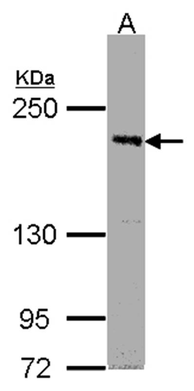PASK antibody