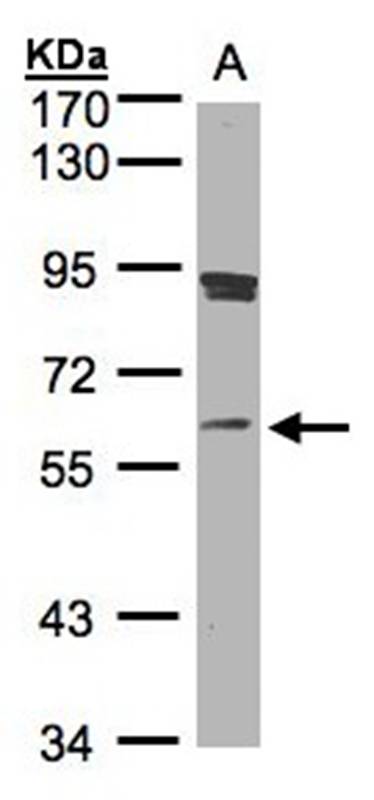 SCMH1 antibody