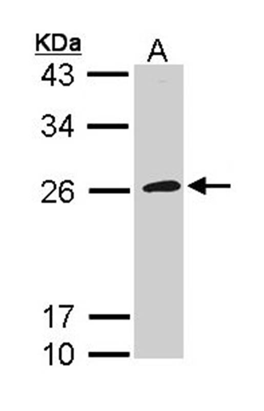 CD42c antibody