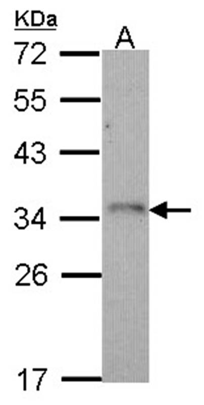 CD314 antibody