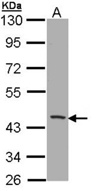CD1B antibody