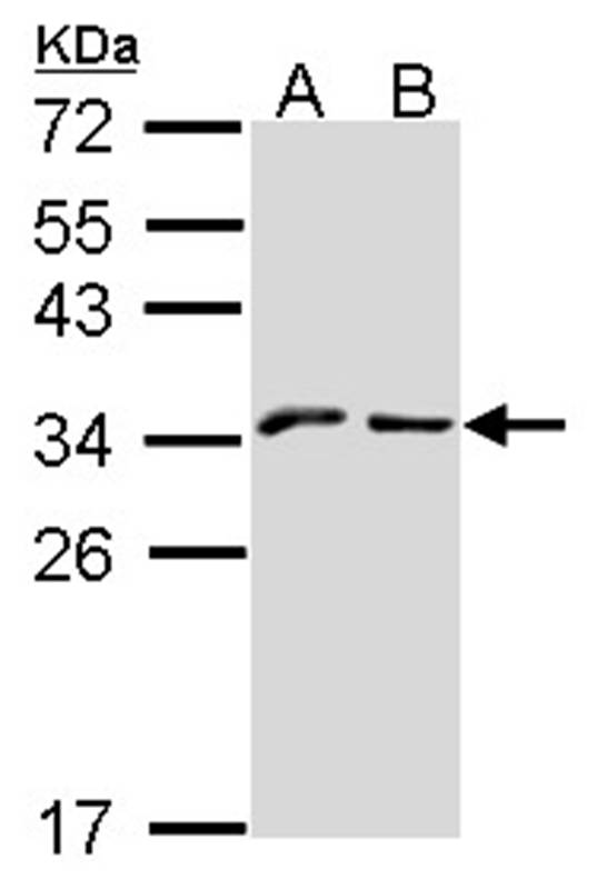 NKG2-A(CD159a) antibody
