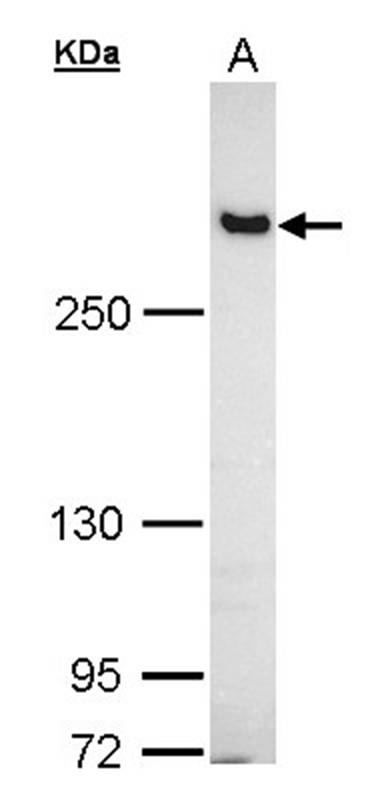 Filamin B antibody