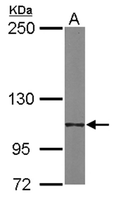 Integrin alpha6 antibody
