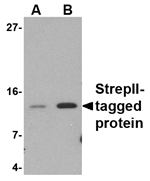Strep-tag II Antibody