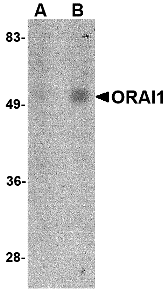 ORAI1 Monoclonal Antibody