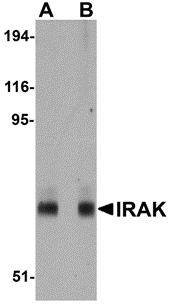 IRAK Monoclonal Antibody
