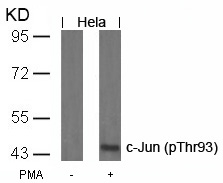 c-Jun(Phospho-Thr93) Antibody