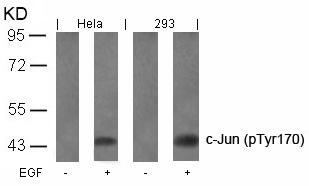c-Jun(Phospho-Tyr170) Antibody