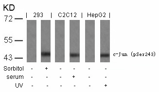 c-Jun(Phospho-Ser243) Antibody