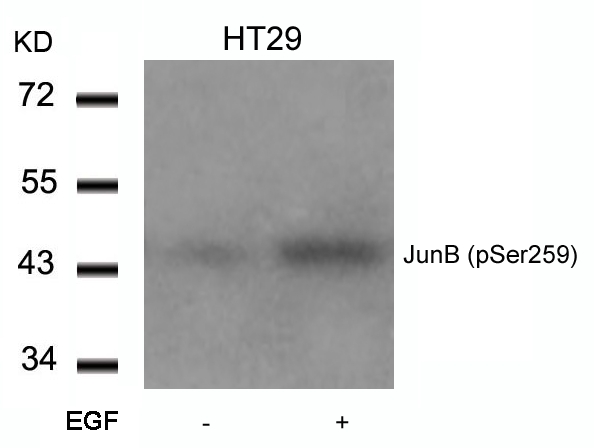 JunB(Phospho-Ser259) Antibody