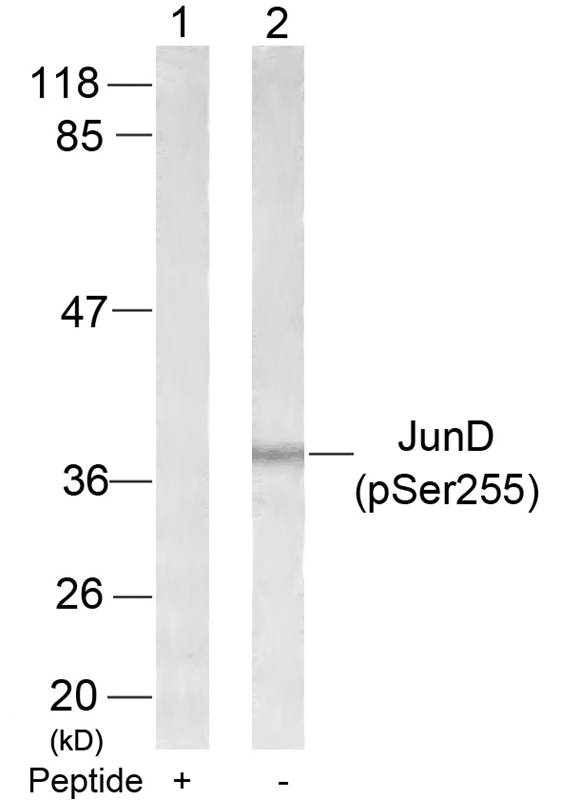 JunD(Phospho-Ser255) Antibody