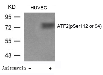 ATF2(Phospho-Ser112 or 94) Antibody