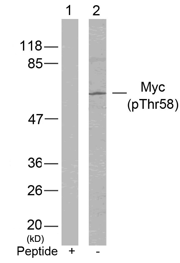 Myc(Phospho-Thr58) Antibody