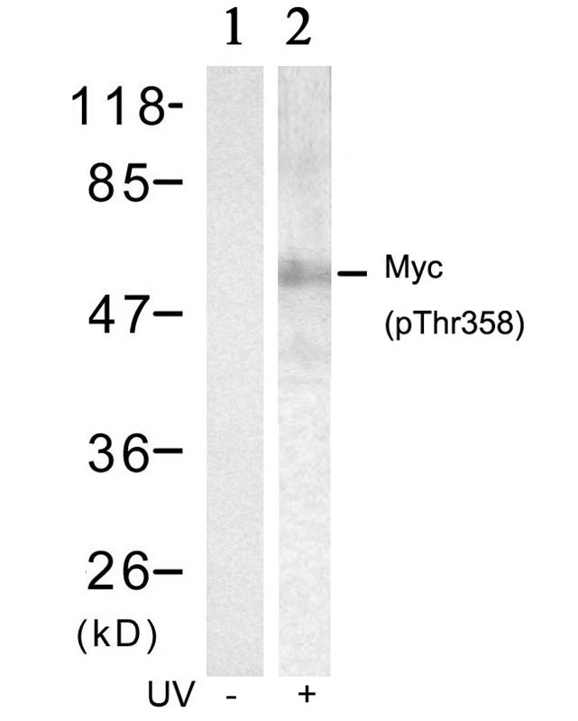 Myc(Phospho-Thr358) Antibody