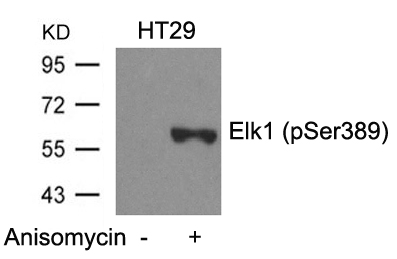 Elk1(Phospho-Ser389) Antibody