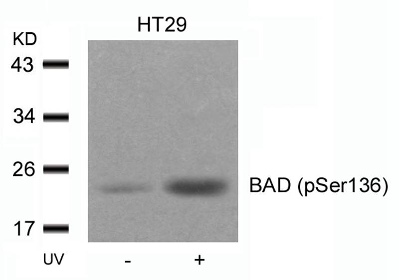 BAD(Phospho-Ser136) Antibody