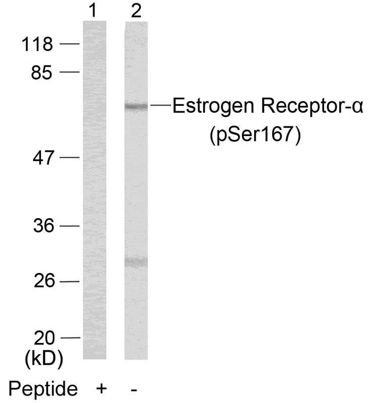 Estrogen Receptor-a(Phospho-Ser167) Antibody