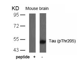 Tau(Phospho-Thr205) Antibody