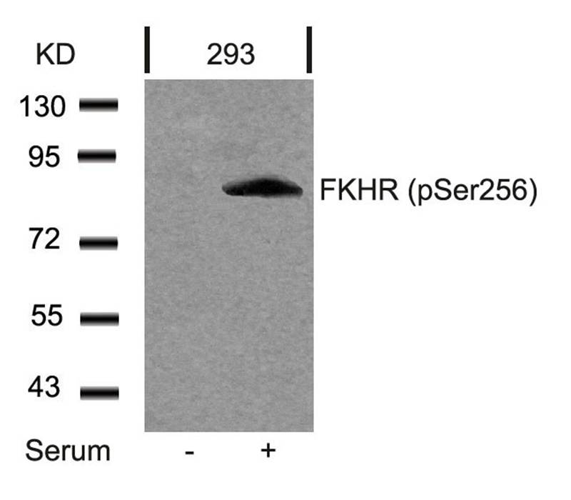 FKHR(Phospho-Ser256) Antibody