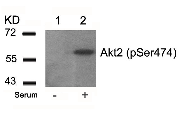 Akt2(Phospho-Ser474) Antibody