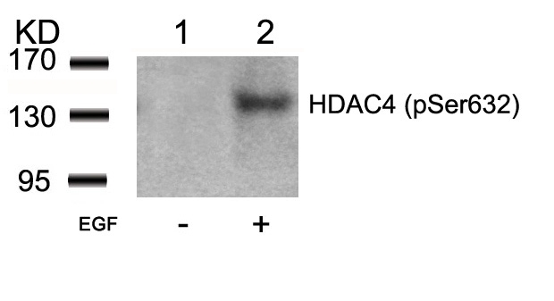 HDAC4(Phospho-Ser632) Antibody