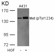 Met(Phospho-Tyr1234) Antibody