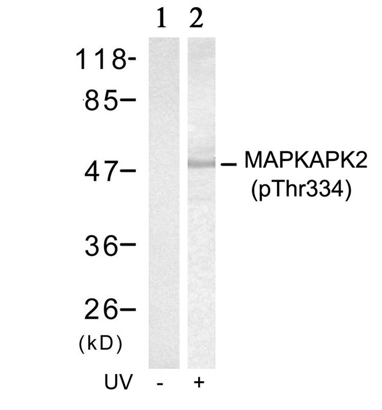 MAPKAPK-2(Phospho-Thr334) Antibody