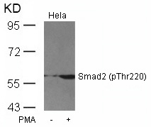 Smad2(Phospho-Thr220) Antibody