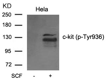 c-kit(phospho-Tyr936) Antibody