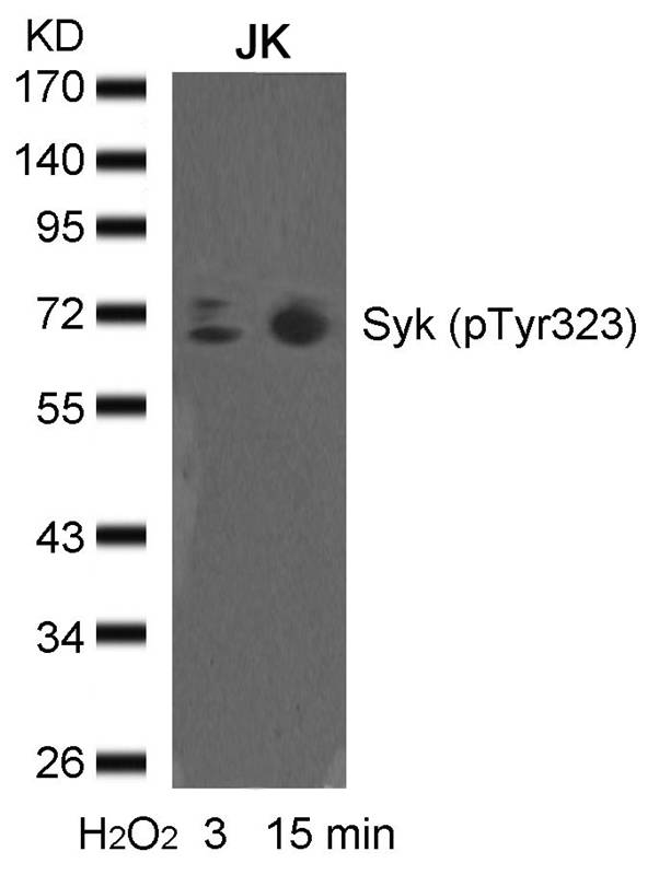 syk(phospho-Tyr323) Antibody