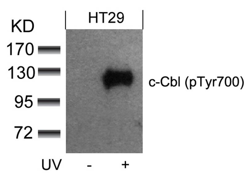 c-Cbl(phospho-Tyr700) Antibody