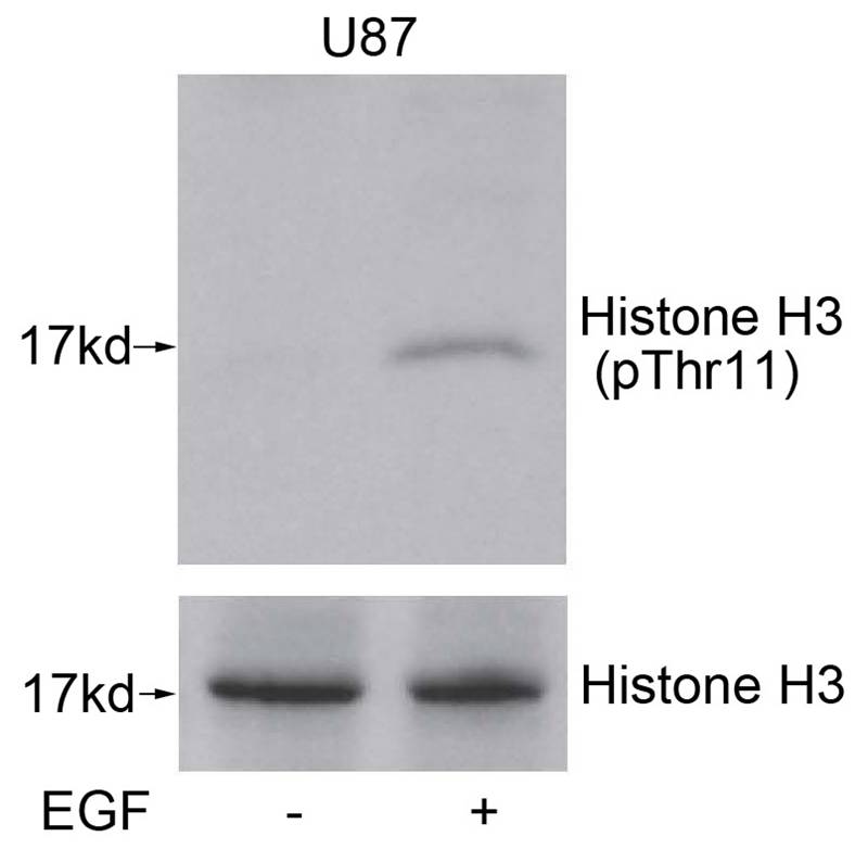 Histone H3(Phospho-Thr11) Antibody