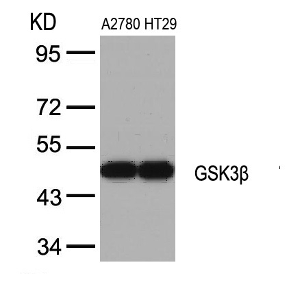 GSK3b(Ab-9) Antibody