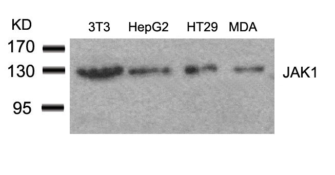 JAK1(Ab-1022) Antibody