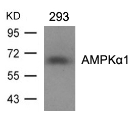 AMPKα1(Ab-496) Antibody