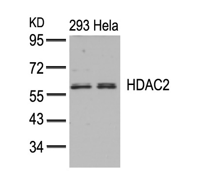 HDAC2(Ab-394) Antibody