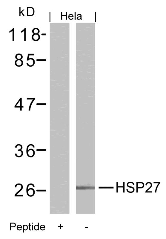 HSP27(Ab-15) Antibody
