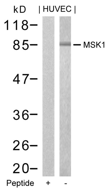 MSK1(Ab-376) Antibody