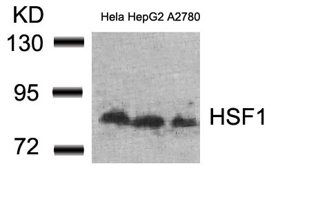 HSF1(Ab-307) Antibody