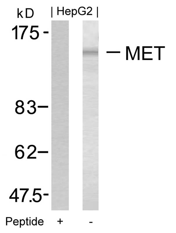 Met(Ab-1349) Antibody