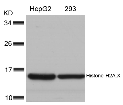 Histone H2A.X(Ab-139) Antibody