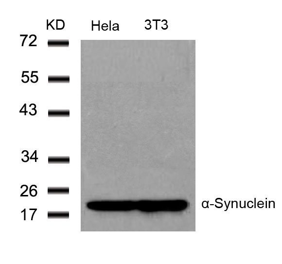 a-Synuclein(Ab-136) Antibody