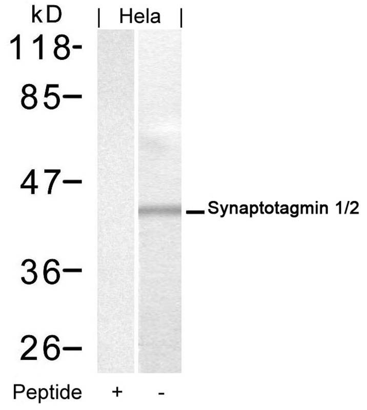Synaptotagmin 1/2 (Ab-202/199) Antibody