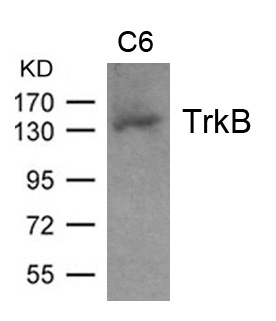 TrkB(Ab-705) Antibody