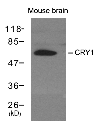 CRY1 Antibody