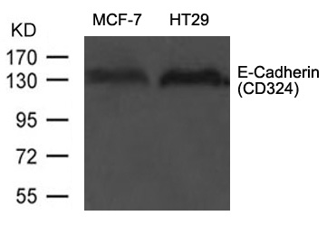 E-Cadherin(CD324) Antibody