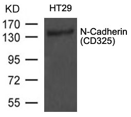 N-Cadherin(CD325) Antibody