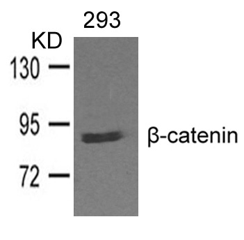 b-catenin Antibody