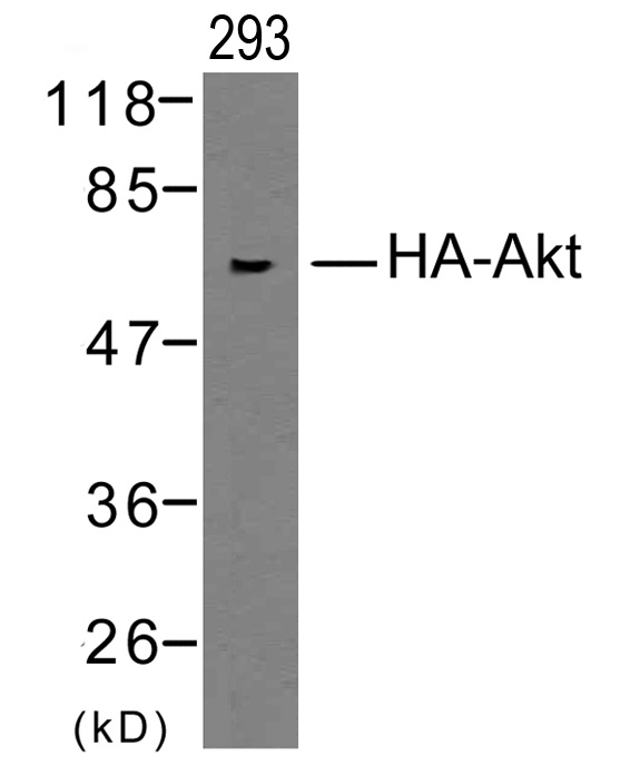 HA-Tag Rabbit Polyclonal Antibody